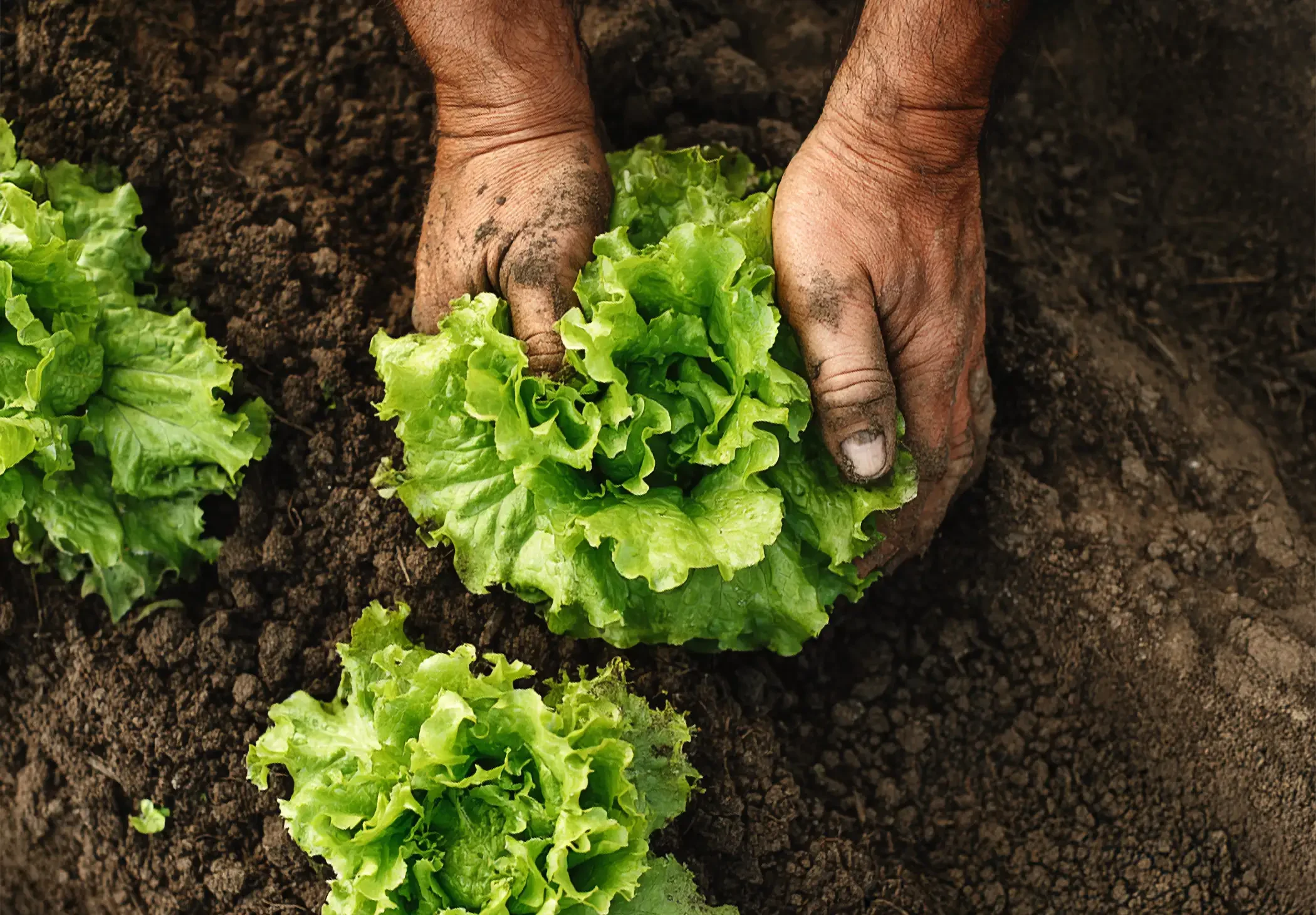 Kad kažemo domaće, to i mislimo